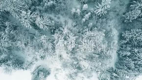 冬季雪林的高空俯视图视频的预览图