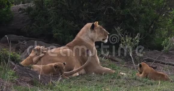 肯尼亚马塞马拉公园的非洲狮子美洲狮母狮和幼狮视频的预览图