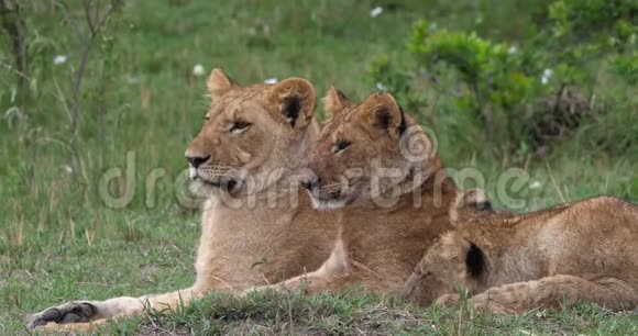 肯尼亚马塞马拉公园的非洲狮子美洲狮母狮和幼狮视频的预览图