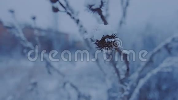 雪下美丽的小草视频的预览图