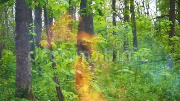 绿色森林背景下的火野火概念慢动作视频的预览图