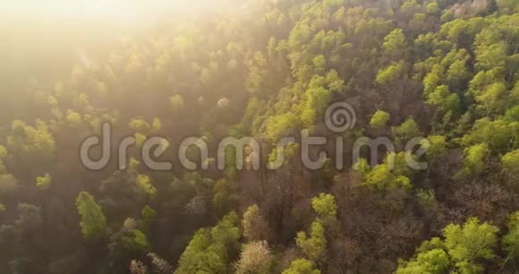 在日落或日出的夏日随着太阳耀斑在森林上空移动欧洲意大利户外绿色自然景观视频的预览图