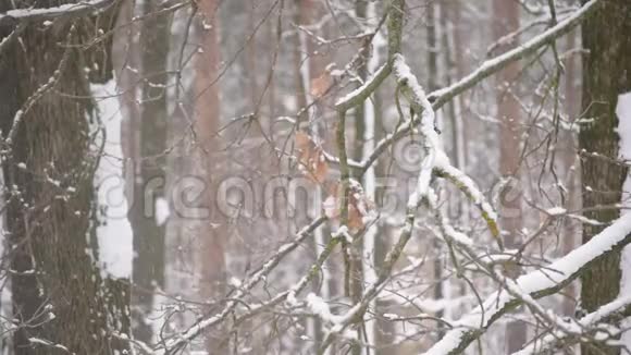 落在无叶树白色背景下的森林中的雪视频的预览图