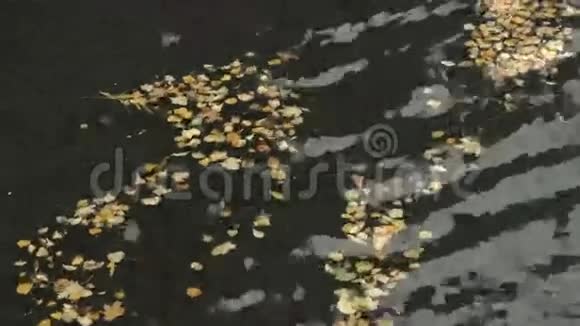 秋天的黄叶掉进河里视频的预览图
