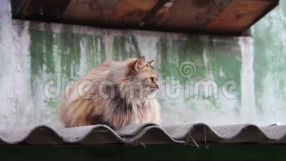 外面屋顶上的无家可归的猫视频的预览图