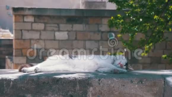 流浪白猫在街上睡觉视频的预览图