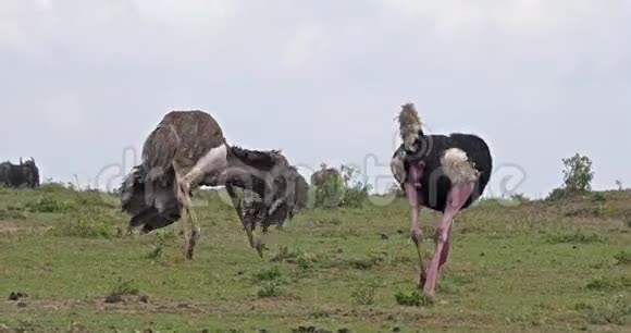 肯尼亚MasaiMara公园鸵鸟鸵鸟男女在Mating前展示的求偶视频的预览图