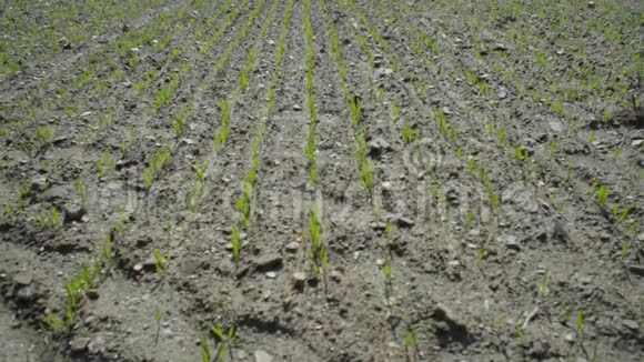 种植玉米作物的小田视频的预览图