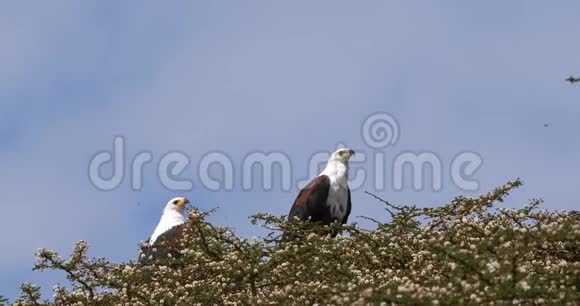 非洲鱼鹰戟天在树顶唱歌肯尼亚奈瓦沙湖视频的预览图