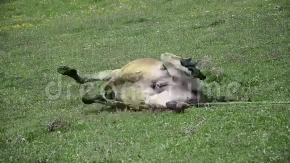 草地上的驴子视频的预览图