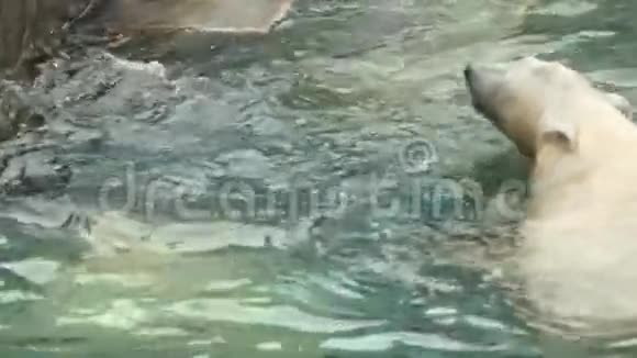 北极熊游泳潜水视频的预览图