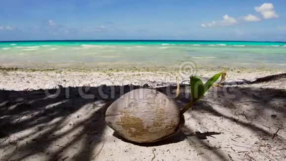 法属波利尼西亚热带海滩椰子视频的预览图