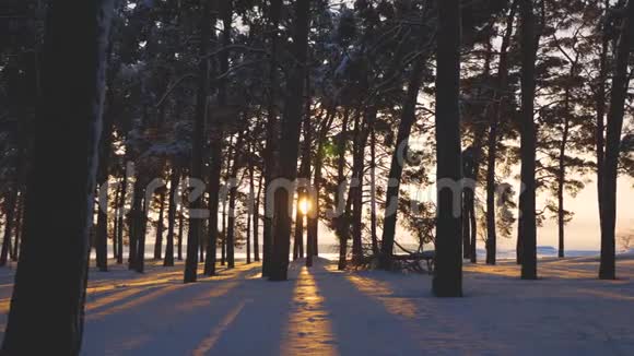 日落时美丽的圣诞冬林美丽的冬季景观公园里的松树覆盖着雪亮的光线视频的预览图