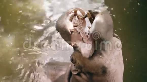 河马在池塘里吃饭人们在国家公园的动物园里喂他视频的预览图