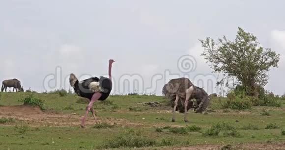 肯尼亚MasaiMara公园鸵鸟鸵鸟男女在Mating前展示的求偶视频的预览图
