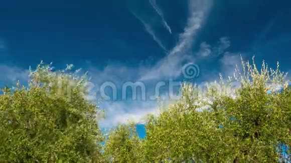 在风中吹着的橄榄树带着移动的云彩和蓝天视频的预览图