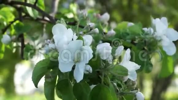 白花的苹果树枝在夏雨中迎风视频的预览图