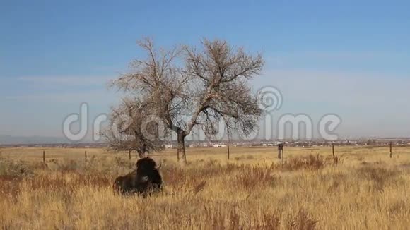 一只野牛在科罗拉多州丹佛市附近的草地上翻滚视频的预览图