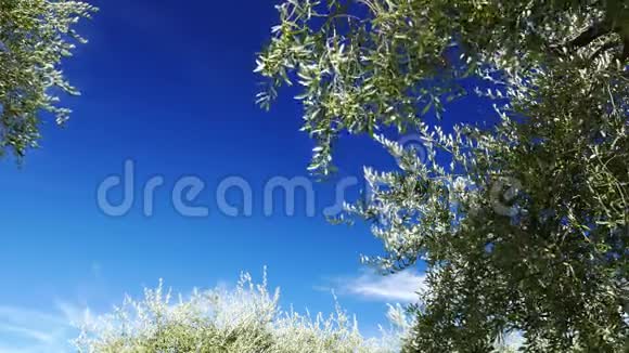 在风中吹着的橄榄树带着移动的云彩和蓝天视频的预览图