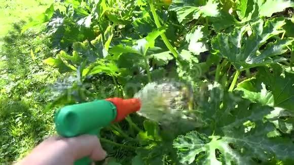 园林工人手拿水龙带喷淋器工具浇花菜植物4K视频的预览图