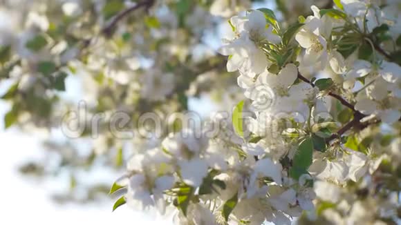 春天的清晨花园里盛开的苹果树视频的预览图
