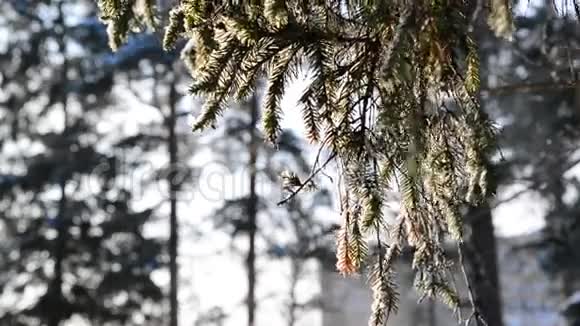 冬天的云杉枝背光视频的预览图