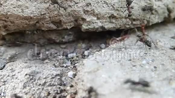 亚马逊蚂蚁和Formica蚂蚁打架视频的预览图