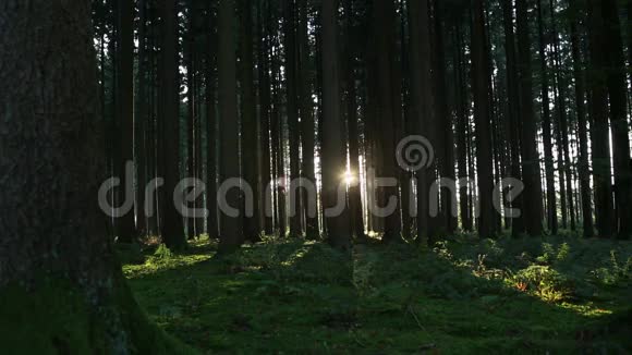 森林中的日落第2部分视频的预览图