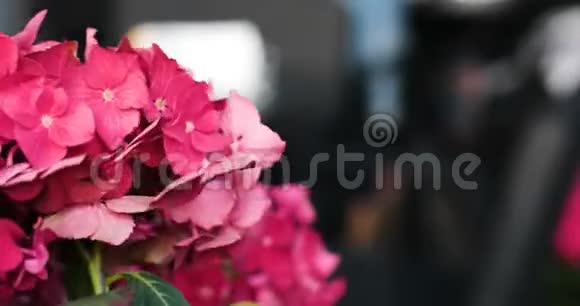 绣球花或桃红色盛开的花的运动视频的预览图