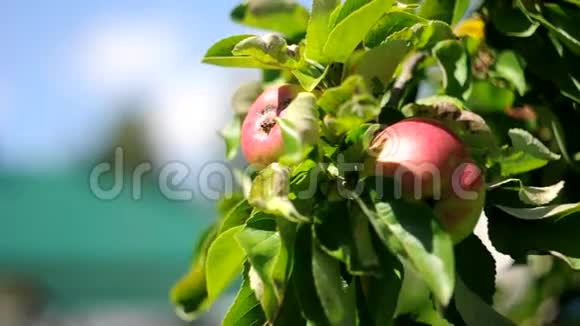 在微风中红苹果和绿苹果在树上视频的预览图