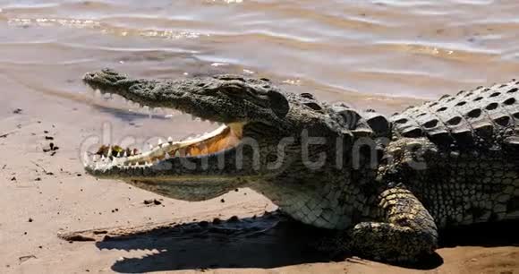 博茨瓦纳Chobe河尼罗河鳄鱼野生动物视频的预览图