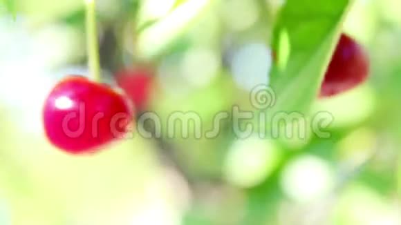 夏天花园里的樱桃视频的预览图