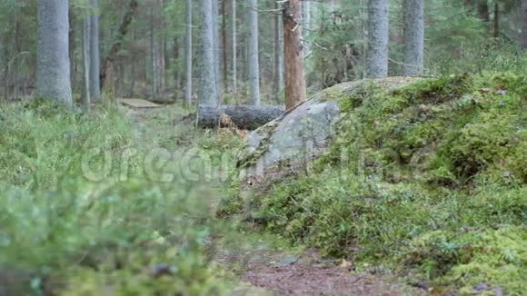 多利在一条徒步小径上的苔藓森林地板上露出一块大石头视频的预览图