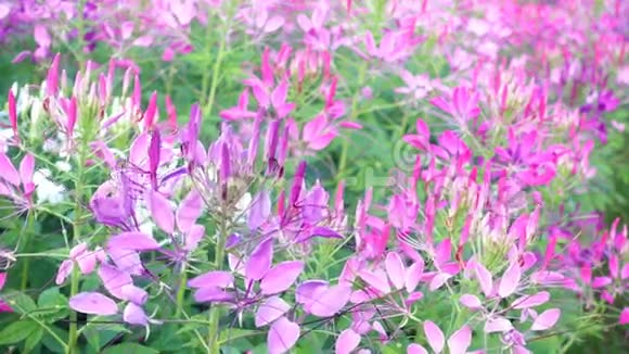 紫色粉红蜘蛛花视频的预览图
