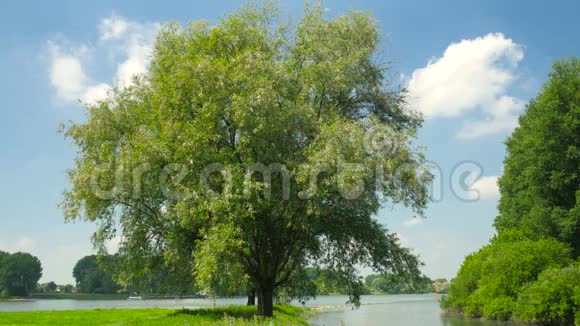 河边美丽的树莱茵河视频的预览图