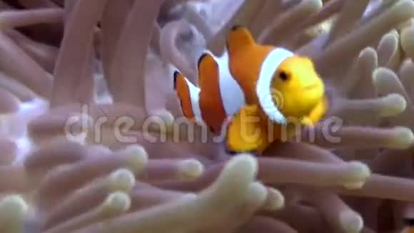 海葵和小丑鱼在水下接近菲律宾的海底视频的预览图