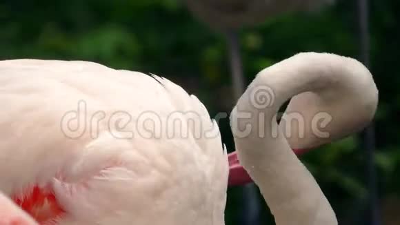 火烈鸟用弯曲的脖子打扮视频的预览图