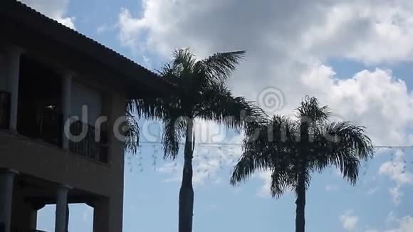 阴天的棕榈树视频的预览图