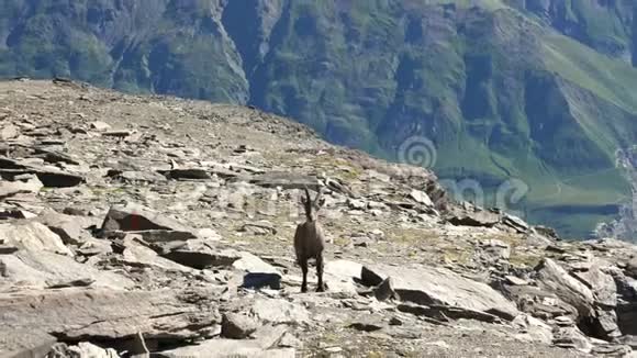 女性Ibex栖息在岩石上看着镜头背景是意大利法国阿尔卑斯山放大慢动作视频的预览图