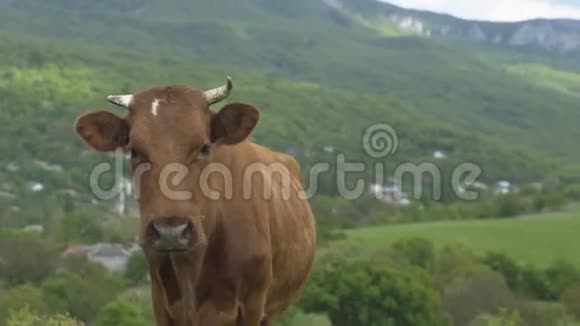 奶牛站立和看镜头视频的预览图