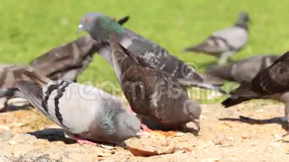 鸽子啄面包视频的预览图