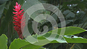 绿背景植物花视频的预览图