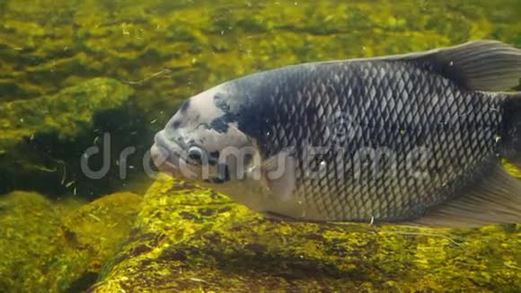 巨大的古拉米鱼在一个带有脏泥水的水族馆里游泳视频的预览图