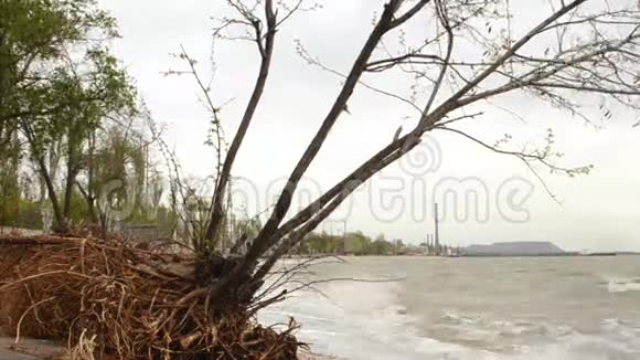 在海滩上洗出树根视频的预览图
