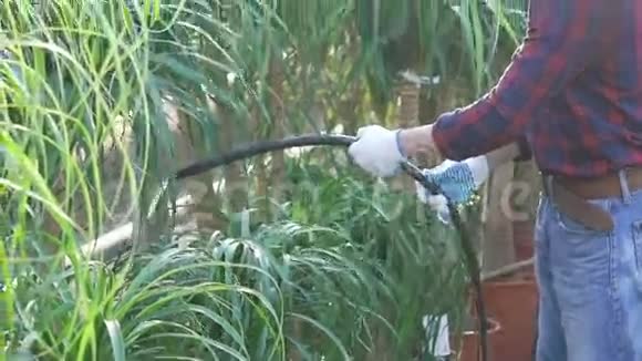 园丁在花园里浇灌花草树木视频的预览图