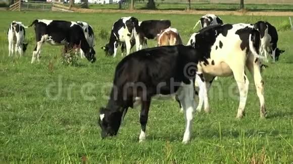 4K牲畜养殖奶牛在埃达姆的绿色草地上放牧的牛视频的预览图