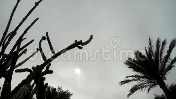 棕榈树仙人掌多云天空视频的预览图