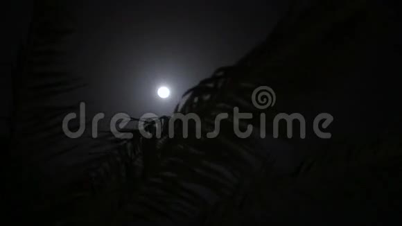 夜晚透过棕榈树的叶子观赏一轮明亮的大月亮风在摇动树木视频的预览图
