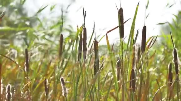 干冲和芦苇草沼泽高自然景观俄罗斯户外视频的预览图