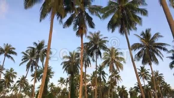 椰子种植园在棕榈树和幼椰子的底部高清慢镜头泰国普吉岛视频的预览图